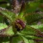 Dwarf Owl’s Clover (Triphysaria pusilla): The tiny native flower you see in the middle of this photo is only about 1/32" across... about the size of the head on a pin.